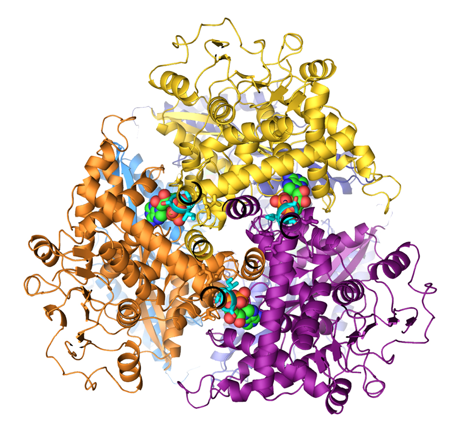 Nano-CelEx for oral insulin delivery